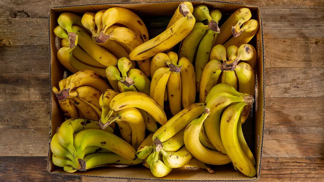 Neue ZDF-Reportage: Bananen – Genuss mit Beigeschmack - Bild: presseportal.de