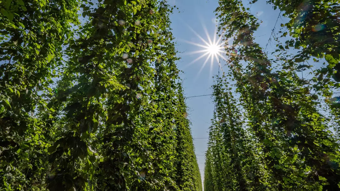 Hopfen im Anbaugebiet Hallertau. - Bild: Armin Weigel/dpa