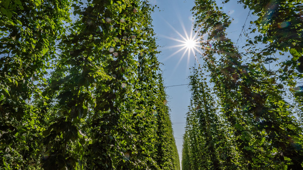 Hopfen im Anbaugebiet Hallertau. - Foto: Armin Weigel/dpa