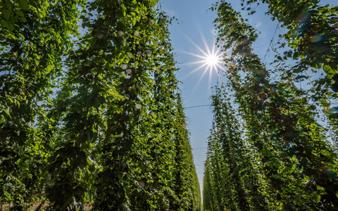 Hopfen im Anbaugebiet Hallertau. - Foto: Armin Weigel/dpa