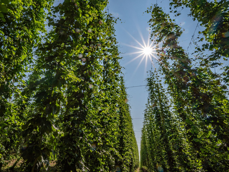 Hopfen im Anbaugebiet Hallertau. - Foto: Armin Weigel/dpa