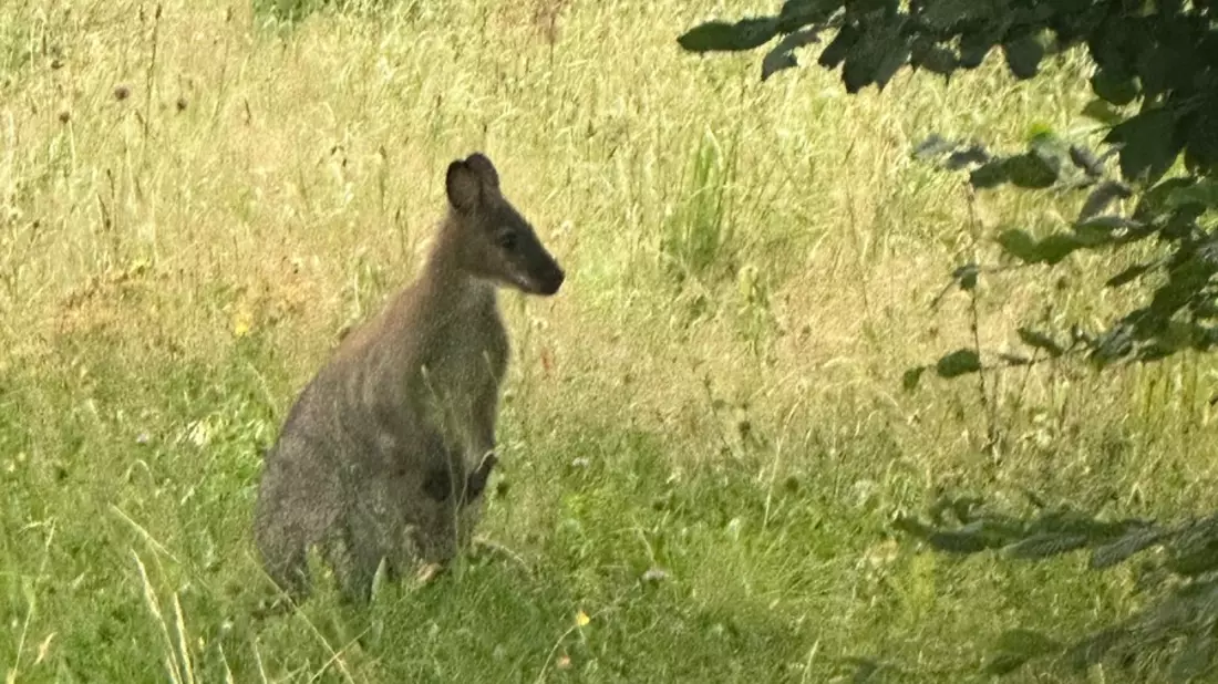 POL-MK: Känguru überrascht Autofahrer - Bild: presseportal.de
