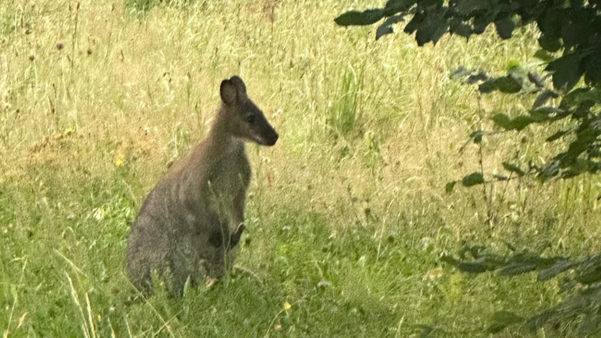POL-MK: Känguru überrascht Autofahrer - Foto: presseportal.de