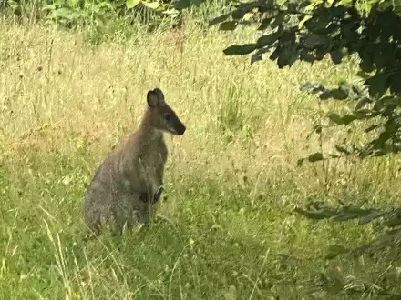 POL-MK: Känguru überrascht Autofahrer - Foto: presseportal.de