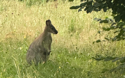 POL-MK: Känguru überrascht Autofahrer - Foto: presseportal.de