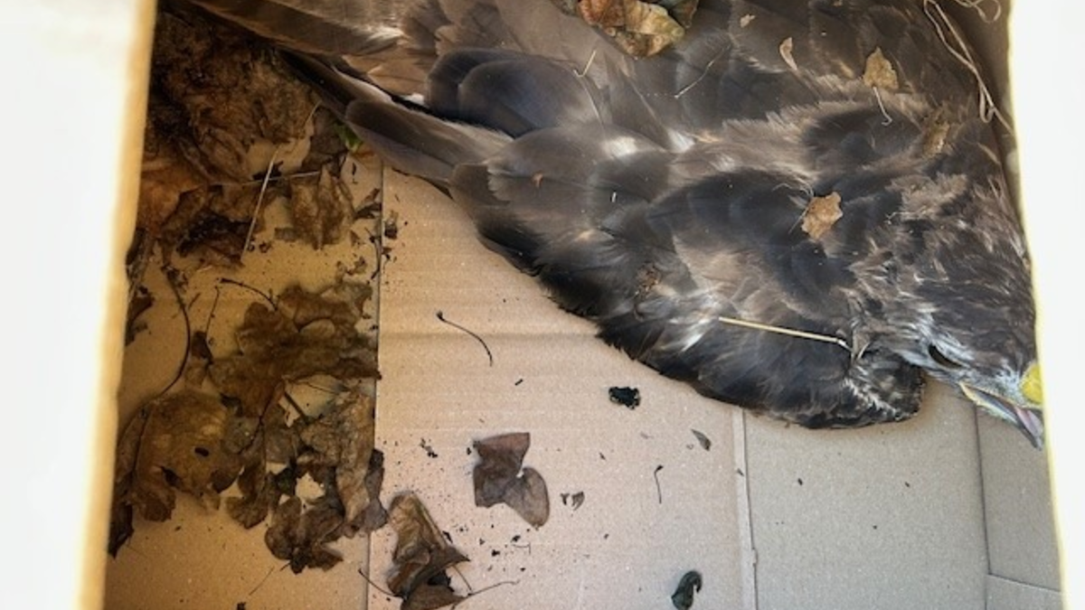 POL-OG: Rastatt - Bussard gerettet - Mit guten Nachrichten ins Wochenende - Foto: presseportal.de