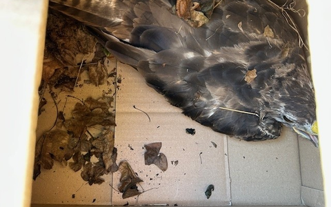 POL-PIKIR: Rettung eines verletzten Bussards - Foto: presseportal.de POL-PIKIR: Rettung eines verletzten Bussards - Foto: presseportal.de