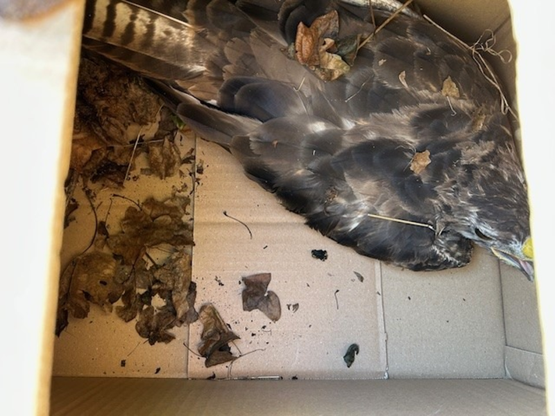 POL-PIKIR: Rettung eines verletzten Bussards - Foto: presseportal.de