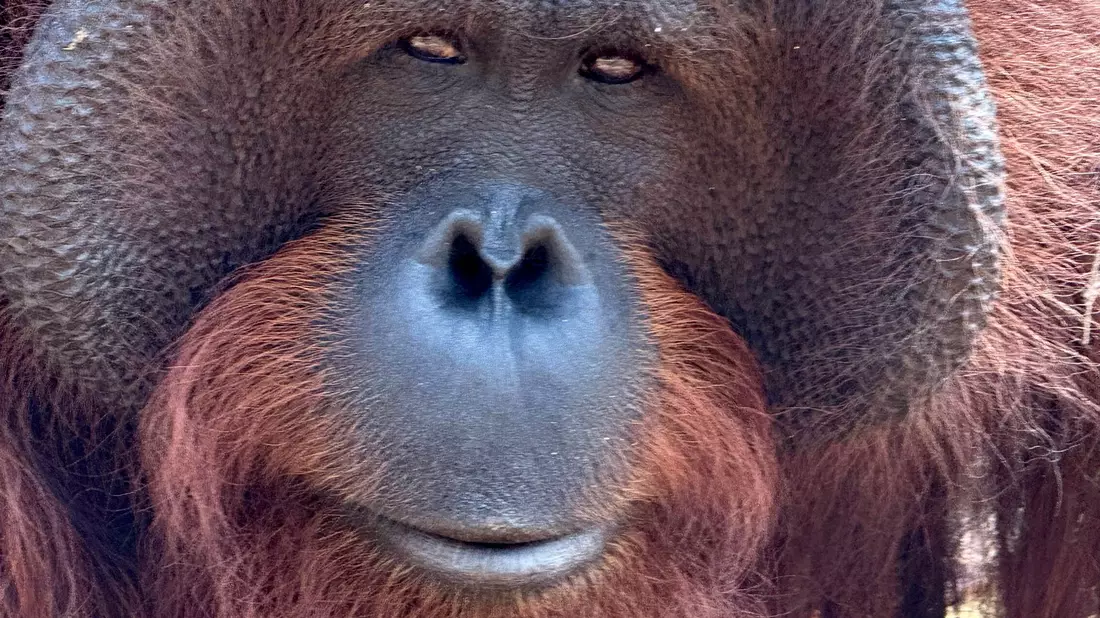 Orang-Utans teilen 97 Prozent ihres Erbguts mit den Menschen und sind sehr intelligent. (Archivbild) - Bild: Carola Frentzen/dpa