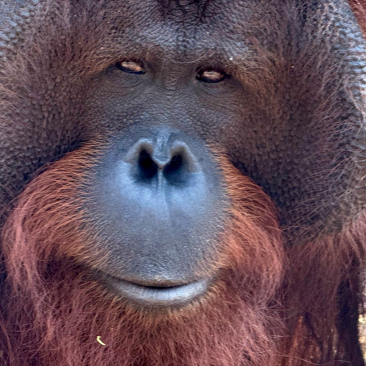 Orang-Utans teilen 97 Prozent ihres Erbguts mit den Menschen und sind sehr intelligent. (Archivbild) - Foto: Carola Frentzen/dpa