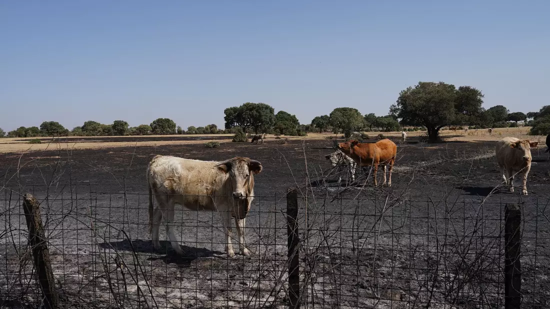 Auch Wild- und Weidetiere leiden stark unter den Waldbränden. - Bild: Manuel Ángel Laya/EUROPA PRESS/dpa