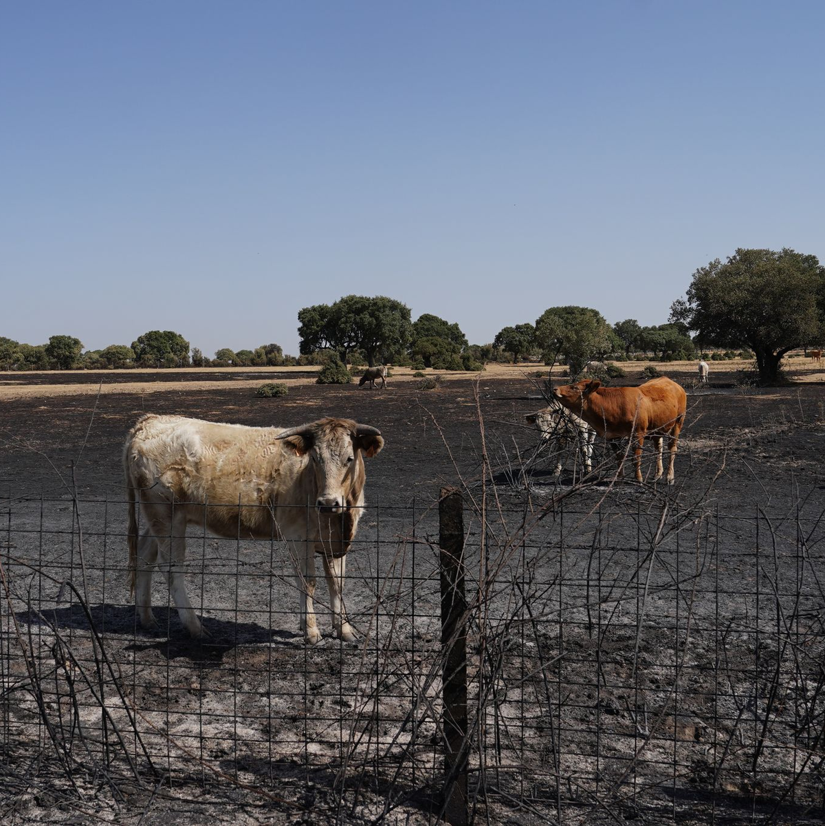 Auch Wild- und Weidetiere leiden stark unter den Waldbränden. - Foto: Manuel Ángel Laya/EUROPA PRESS/dpa