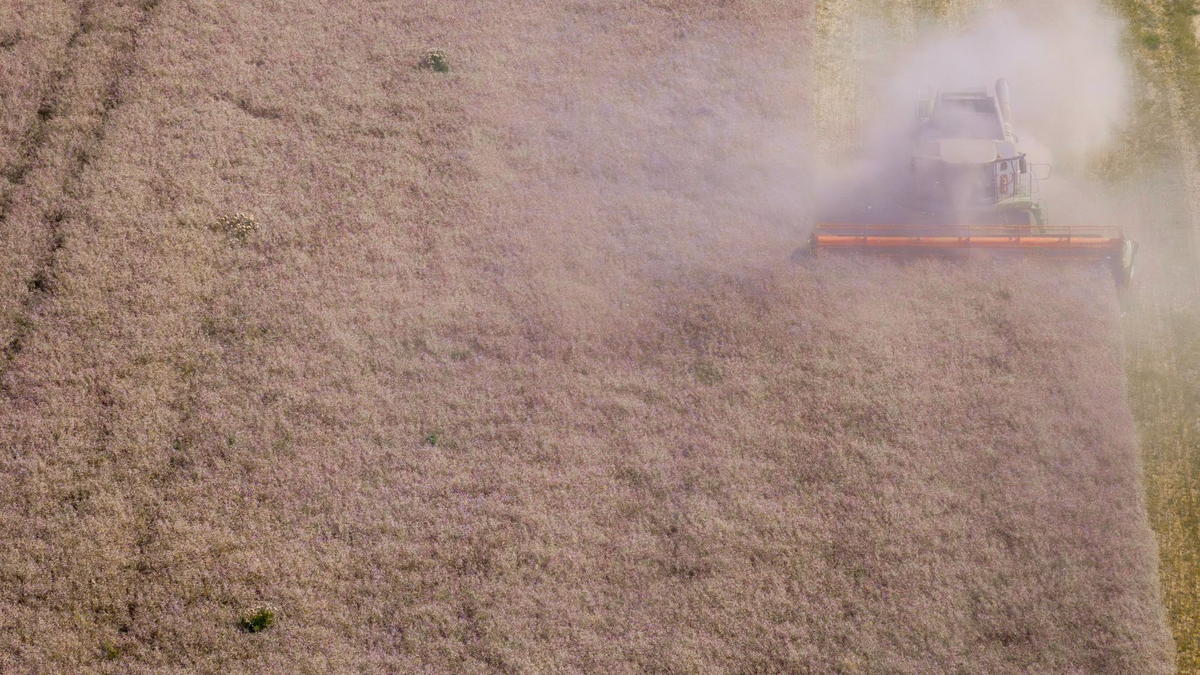 Laut Bauernverband hat die Getreidequalität zum Teil unter intensiven Niederschlägen gelitten. (Archivbild) - Foto: Jens Büttner/dpa