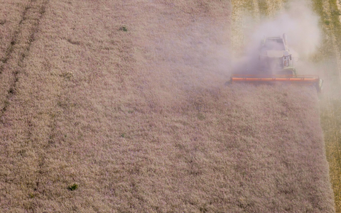 Laut Bauernverband hat die Getreidequalität zum Teil unter intensiven Niederschlägen gelitten. (Archivbild) - Foto: Jens Büttner/dpa