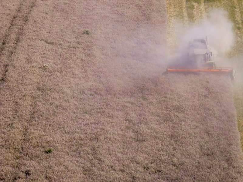 Laut Bauernverband hat die Getreidequalität zum Teil unter intensiven Niederschlägen gelitten. (Archivbild) - Foto: Jens Büttner/dpa