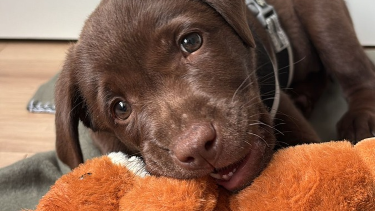 Ein Vierbeiner kommt ins Haus - Foto: presseportal.de