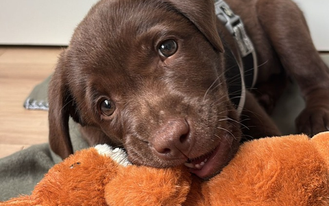Ein Vierbeiner kommt ins Haus - Foto: presseportal.de