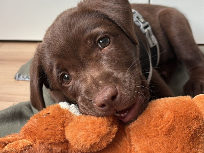 Ein Vierbeiner kommt ins Haus - Foto: presseportal.de