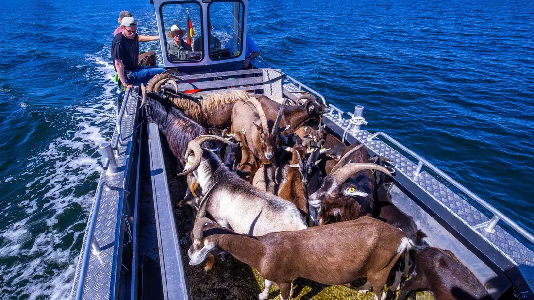 Gute Stimmung an Bord: Den Ziegen scheint die Überfahrt vom Festland zur Vogelschutzinsel Walfisch nichts auszumachen. - Bild: Jens Büttner/dpa