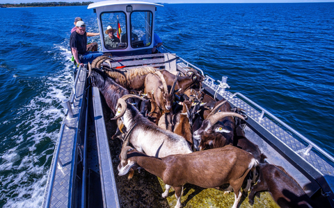 Gute Stimmung an Bord: Den Ziegen scheint die Überfahrt vom Festland zur Vogelschutzinsel Walfisch nichts auszumachen. - Foto: Jens Büttner/dpa