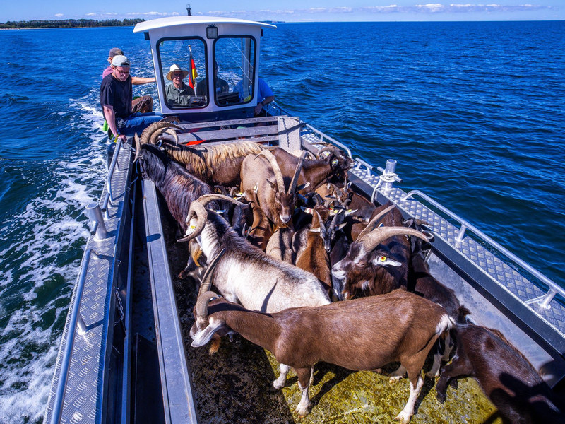 Gute Stimmung an Bord: Den Ziegen scheint die Überfahrt vom Festland zur Vogelschutzinsel Walfisch nichts auszumachen. - Foto: Jens Büttner/dpa