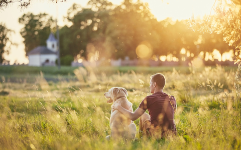 September ist Schmerz-Awareness-Monat / Endlich schmerzfrei: 5 Dos & Don'ts, die Hunden mit Arthrose wirklich helfen - Foto: presseportal.de