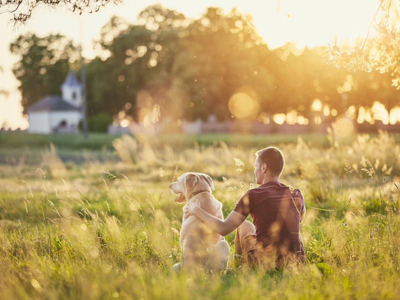 September ist Schmerz-Awareness-Monat / Endlich schmerzfrei: 5 Dos & Don'ts, die Hunden mit Arthrose wirklich helfen - Foto: presseportal.de