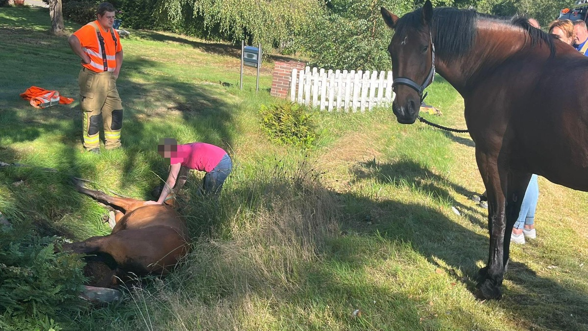 FW-OLL: Pony aus misslicher Lage befreit - Foto: presseportal.de