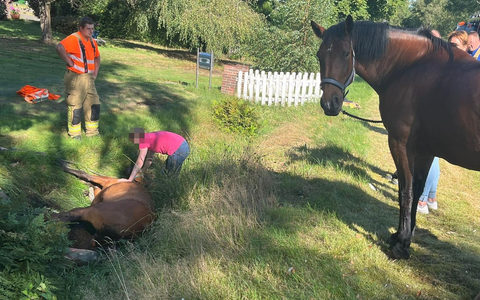 FW-OLL: Pony aus misslicher Lage befreit - Foto: presseportal.de