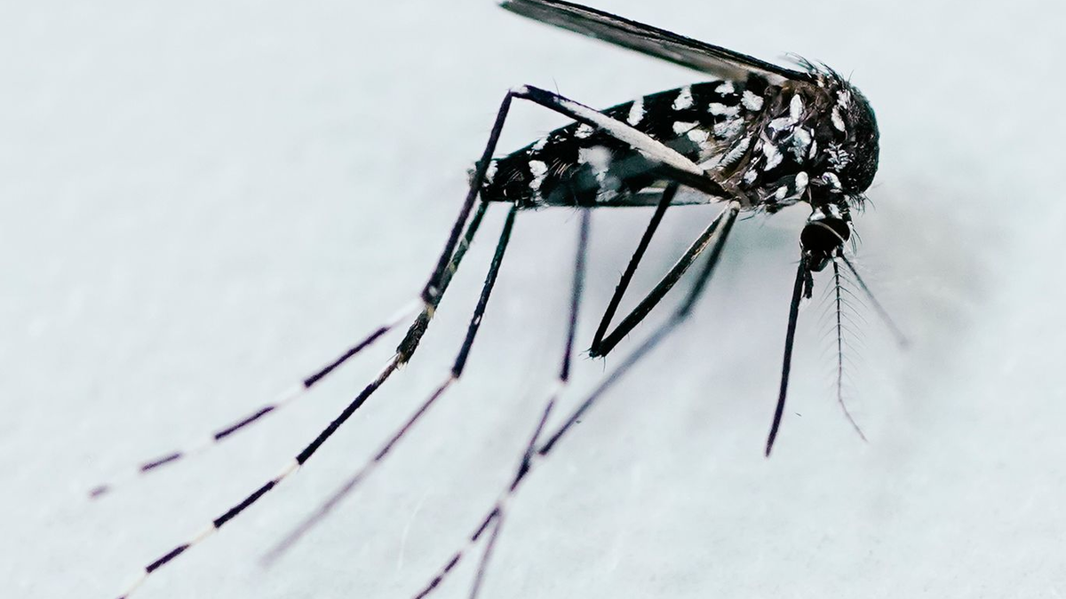 Durch Mücken verbreitete Krankheiten werden in Europa immer häufiger - Foto: Uwe Anspach/dpa