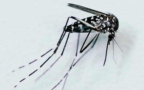 Durch Mücken verbreitete Krankheiten werden in Europa immer häufiger - Foto: Uwe Anspach/dpa