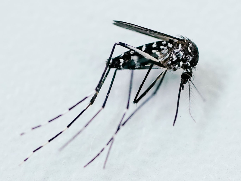 Durch Mücken verbreitete Krankheiten werden in Europa immer häufiger - Foto: Uwe Anspach/dpa
