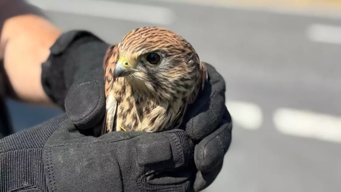 POL-OF: Mit Herz und Handschuh: Polizei rettet verletzten Greifvogel - Bild: presseportal.de