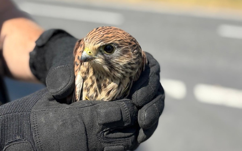 POL-OF: Mit Herz und Handschuh: Polizei rettet verletzten Greifvogel - Foto: presseportal.de