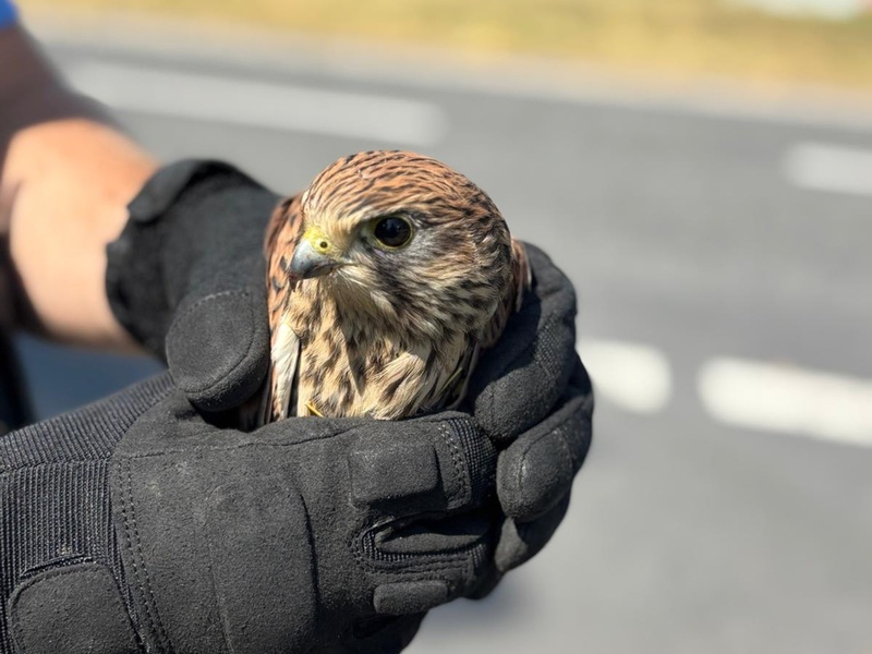 POL-OF: Mit Herz und Handschuh: Polizei rettet verletzten Greifvogel - Foto: presseportal.de