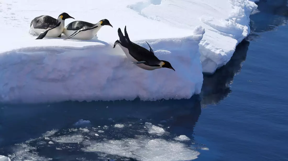 Die Vogelgrippe bedroht nach Einschätzung von Forschern auch Pinguine. (Archivbild) - Bild: Liu Shiping/Xinhua/dpa
