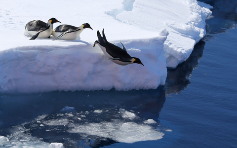Die Vogelgrippe bedroht nach Einschätzung von Forschern auch Pinguine. (Archivbild) - Foto: Liu Shiping/Xinhua/dpa