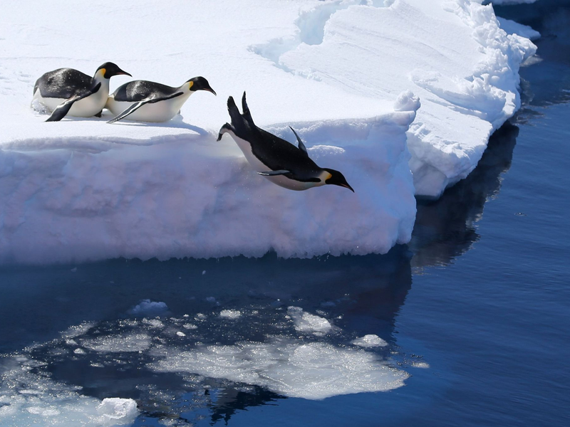 Die Vogelgrippe bedroht nach Einschätzung von Forschern auch Pinguine. (Archivbild) - Foto: Liu Shiping/Xinhua/dpa