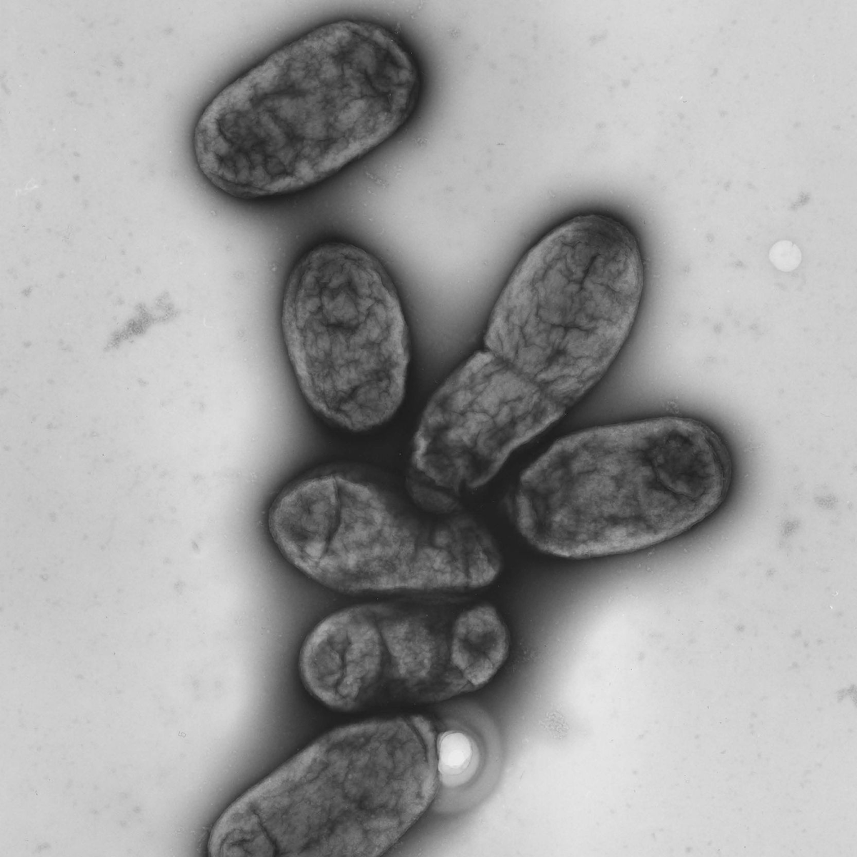 Das Pestbakterium Yersinia pestis - Foto: picture alliance / dpa