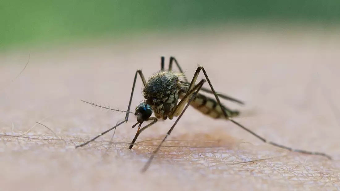 In Griechenland breitet sich das West-Nil-Virus aus.  - Bild: Patrick Pleul/dpa/dpa-tmn