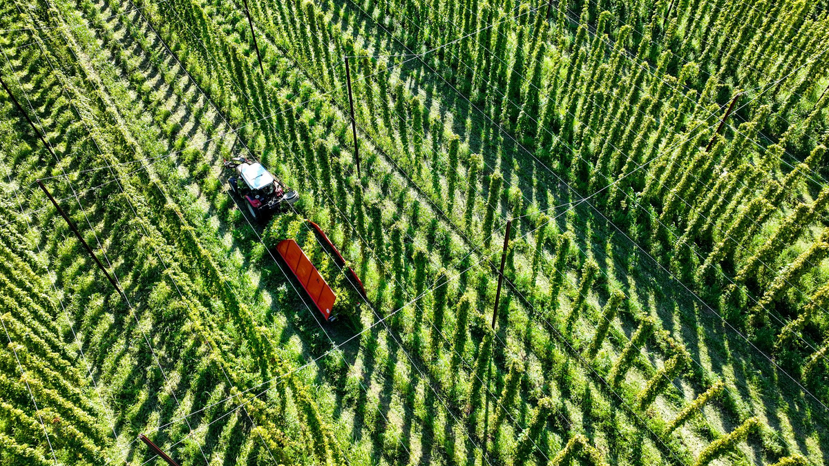 Die Hopfenernte fällt dieses Jahr wohl leicht unterdurchschnittlich aus. (Archivbild) - Foto: Felix Kästle/dpa