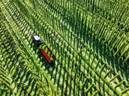 Die Hopfenernte fällt dieses Jahr wohl leicht unterdurchschnittlich aus. (Archivbild) - Foto: Felix Kästle/dpa