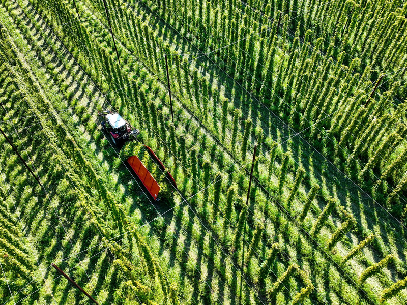 Die Hopfenernte fällt dieses Jahr wohl leicht unterdurchschnittlich aus. (Archivbild) - Foto: Felix Kästle/dpa