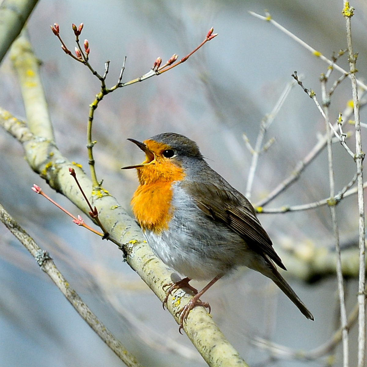 Lichtverschmutzung hat Einfluss auf tagaktive Vögel wie das Rotkehlchen: Sie singen morgens früher und abends länger. (Archivbild) - Foto: Jens Kalaene/dpa-Zentralbild/dpa