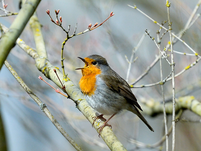 Lichtverschmutzung hat Einfluss auf tagaktive Vögel wie das Rotkehlchen: Sie singen morgens früher und abends länger. (Archivbild) - Foto: Jens Kalaene/dpa-Zentralbild/dpa