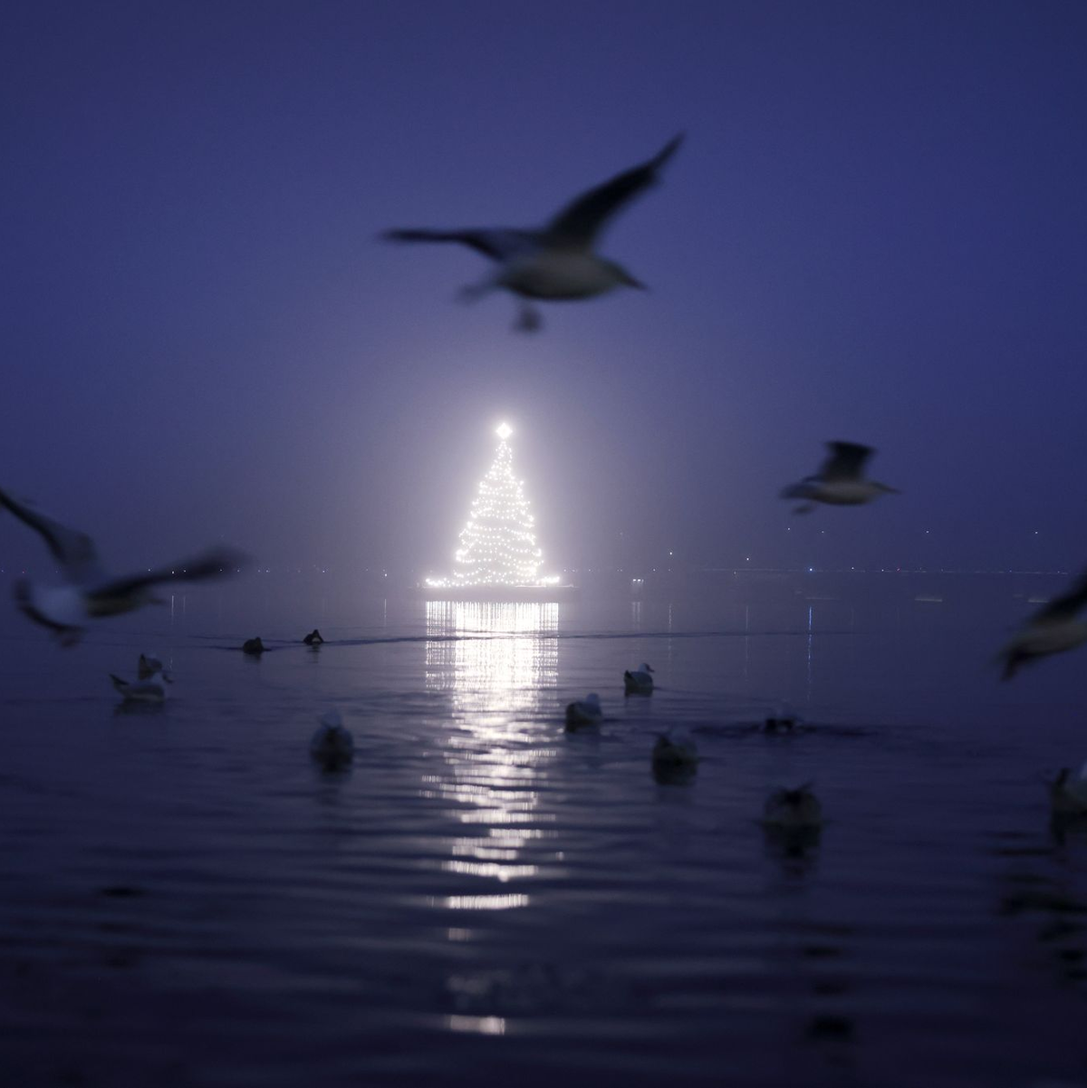 Künstliche Beleuchtung beeinflusst das Verhalten von Vögeln. (Archivbild) - Foto: Christian Charisius/dpa