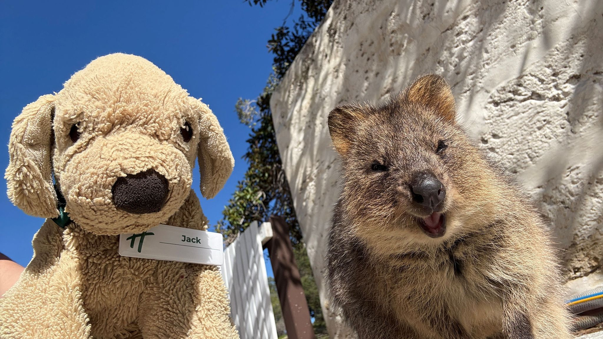 Auch die Espresso-Maschine weiß Jack bereits zu bedienen, sagt die Belegschaft. - Foto: Holiday Inn Perth City Centre/dpa