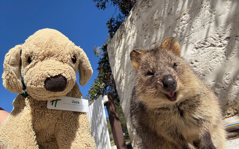Auch die Espresso-Maschine weiß Jack bereits zu bedienen, sagt die Belegschaft. - Foto: Holiday Inn Perth City Centre/dpa