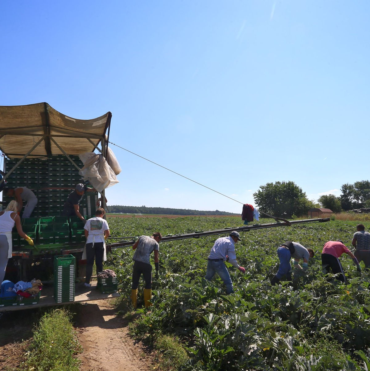In der prallen Sonne besonders exponiert: Arbeiter auf dem Feld (Archivbild) - Foto: Karl-Josef Hildenbrand/dpa