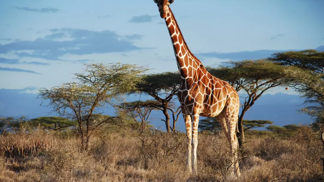 Jungtier und Mutter einer Nord-Giraffe - Bild: -/GCF/dpa